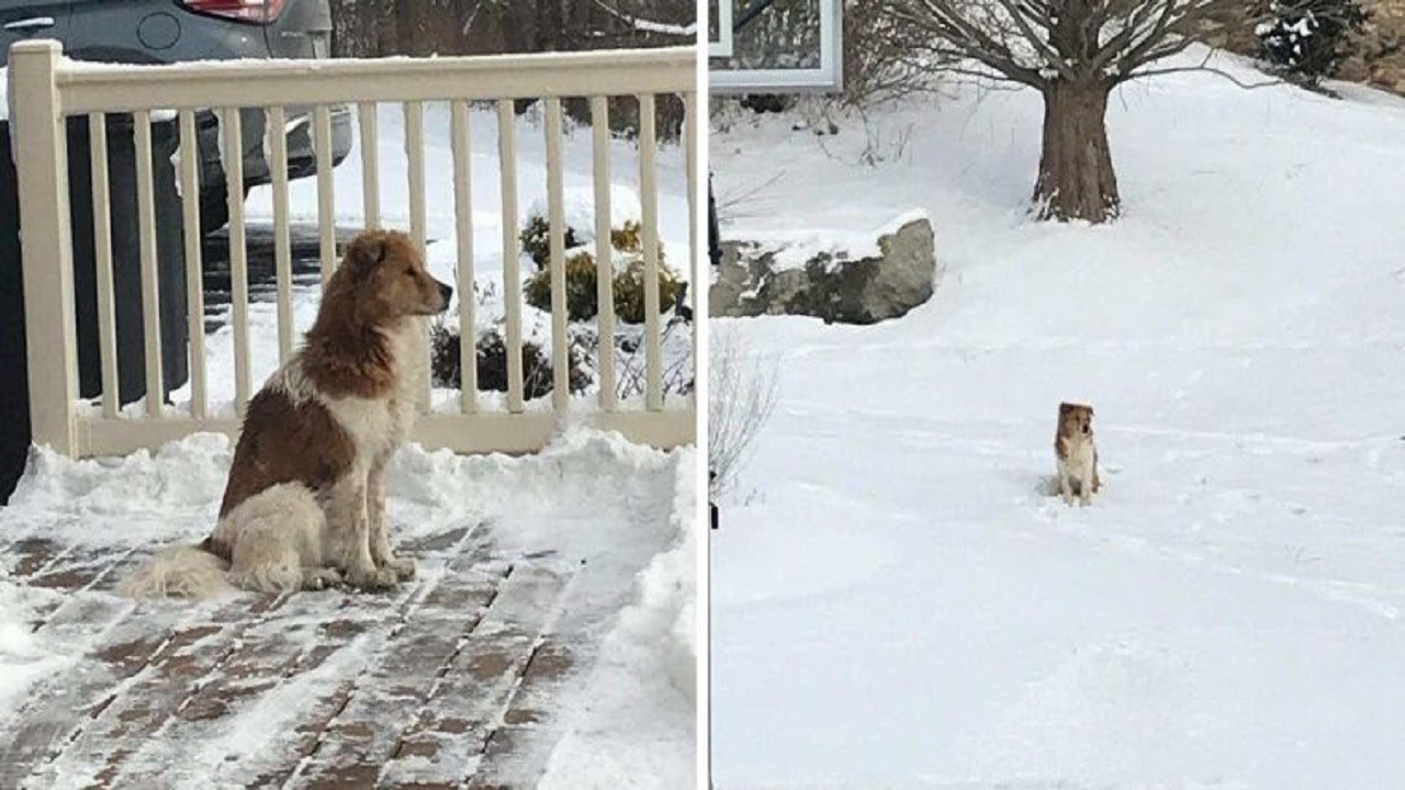 Abandoned dog waits in snow for five days hoping family will return