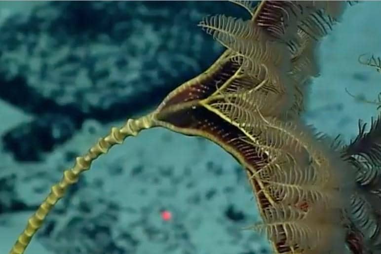 AA1X6bWF 5 fakta unik sea lily, hewan laut kuno yang hidup sebelum dinosaurus