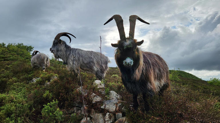 From the late Bronze Age to today, the old Irish goat carries 3,000 ...