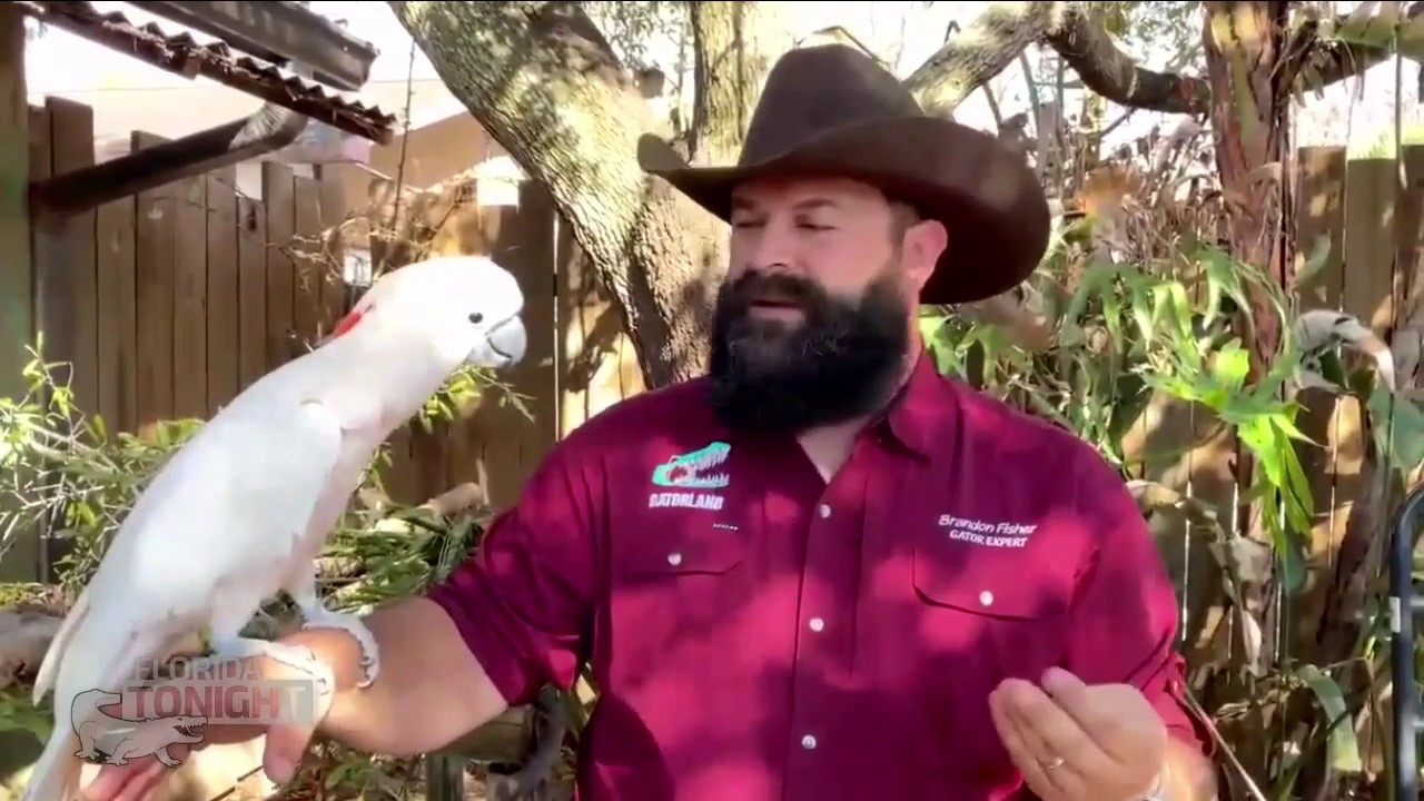 Gatorland highlights rescued birds, spring nesting season