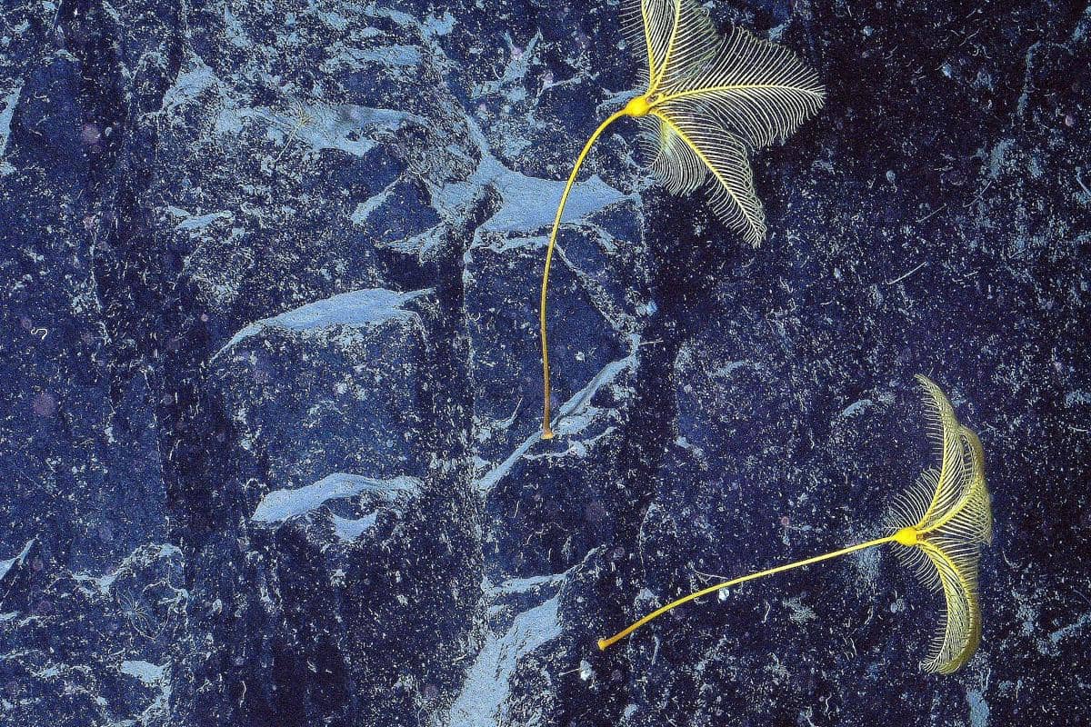 AA1X6ezr 5 fakta unik sea lily, hewan laut kuno yang hidup sebelum dinosaurus