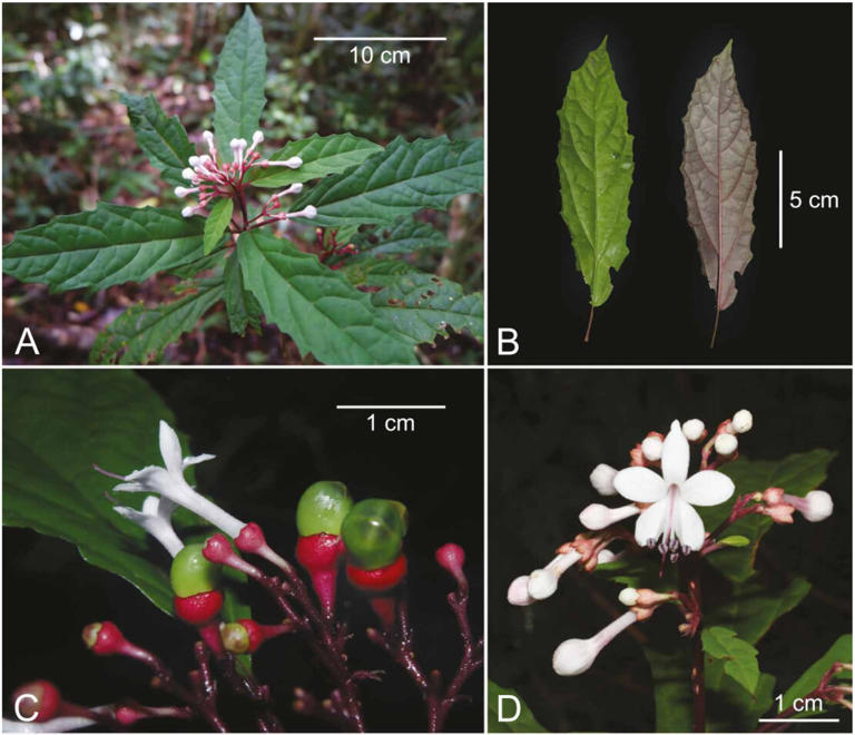 Scientists discover tribal medicine for dogs in N. Ecija as distinct ...