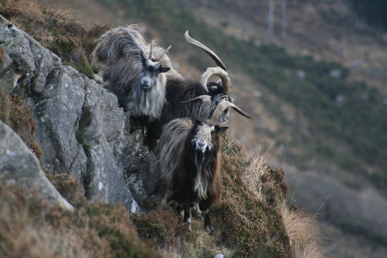From the late Bronze Age to today, the old Irish goat carries 3,000 ...