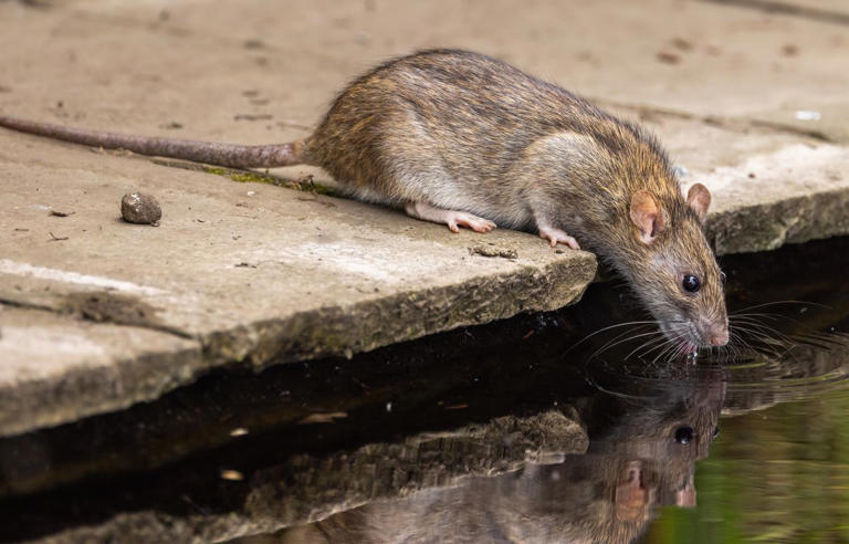 Les rats des villes sont-ils plus intelligents que ceux des champs