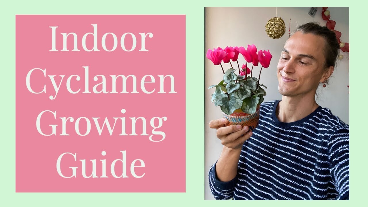 Cyclamen ultimate growing guide & after bloom care