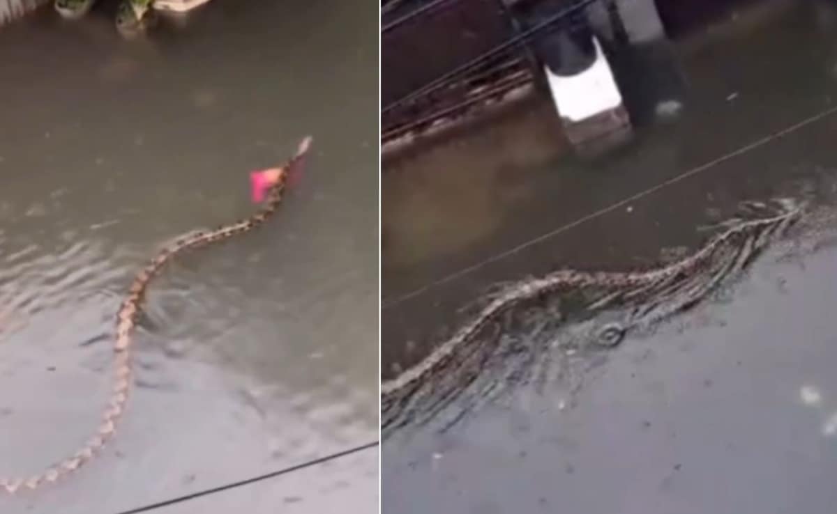 Watch: Huge python swims through flooded streets of Bali