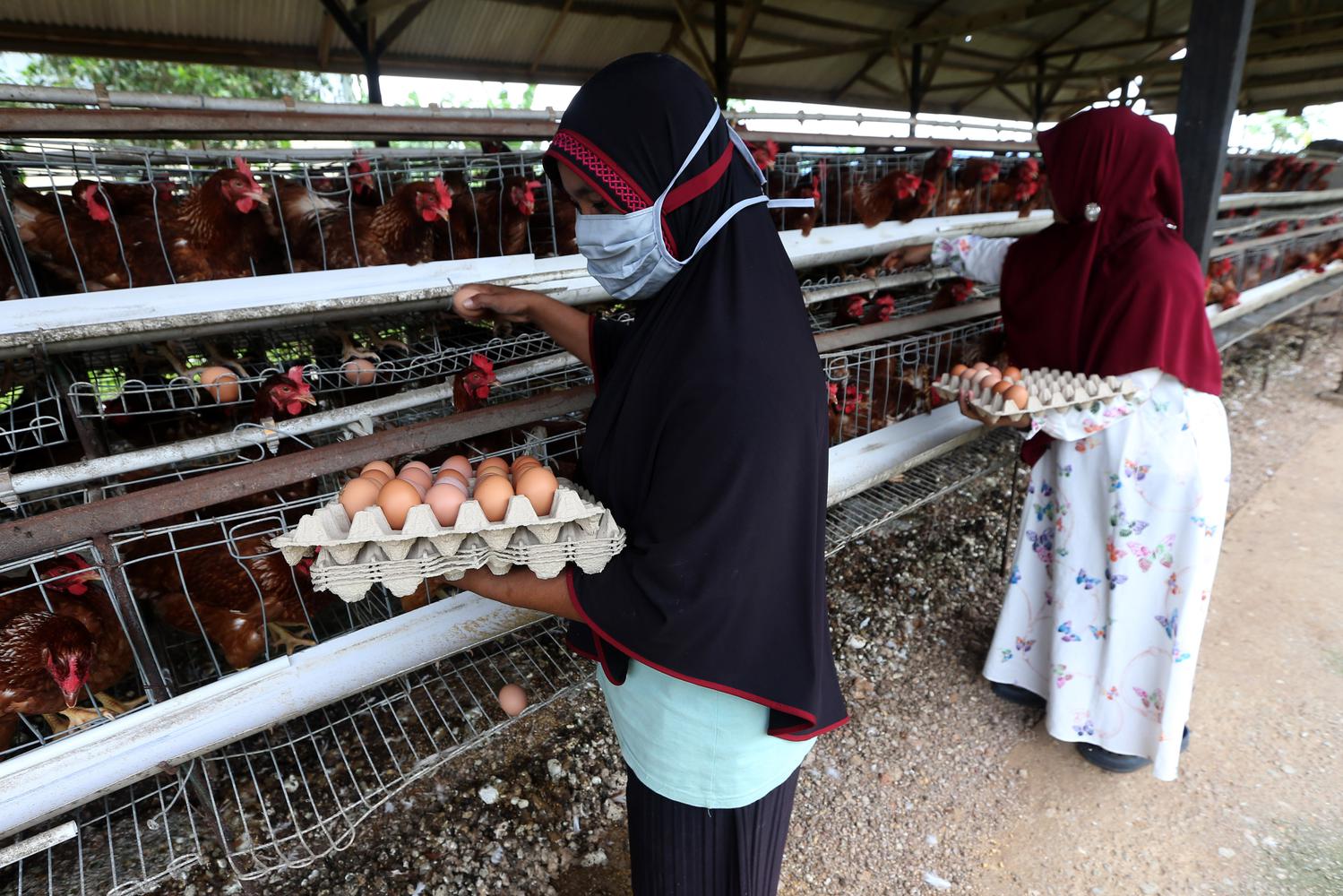 Arab Saudi Hentikan Impor Produk Unggas, Termasuk dari RI Akibat Wabah Flu Burung