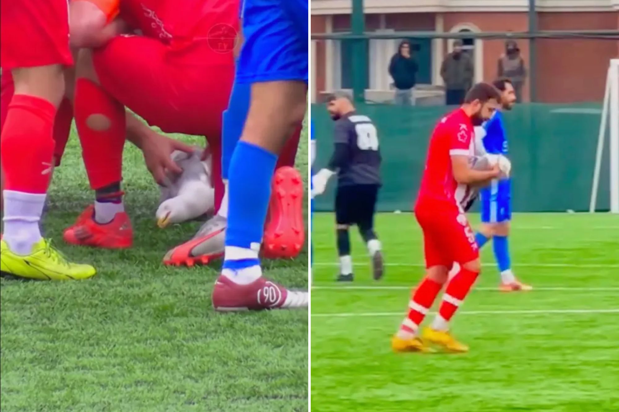 Soccer player uses CPR to revive seagull struck by ball during playoff ...