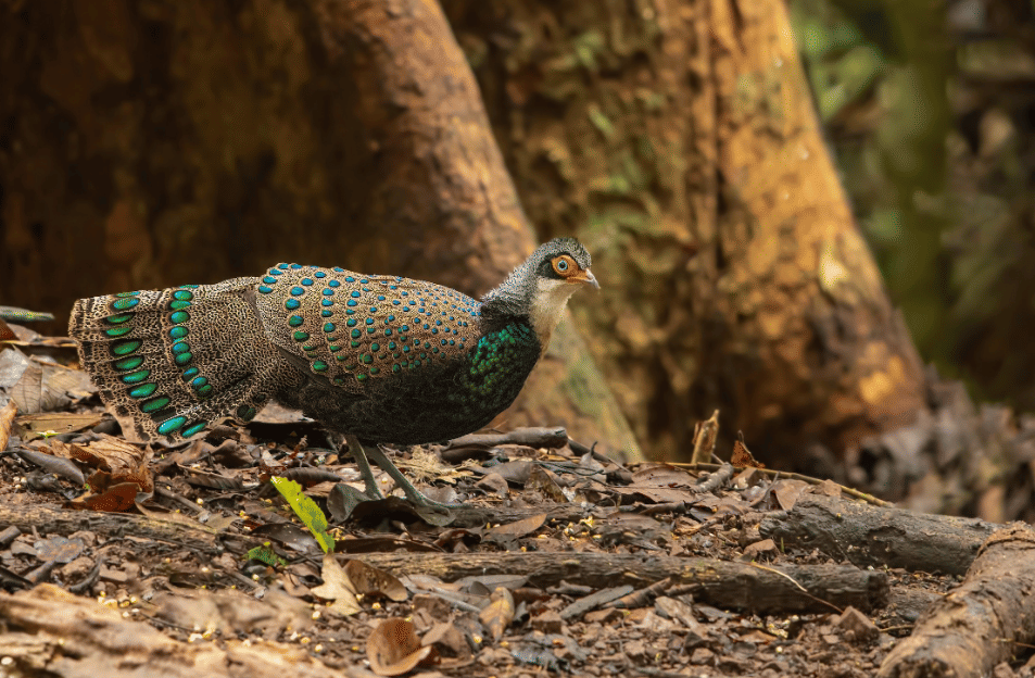 AA1X6w8K 5 Fakta Menarik Burung Pekaka Kalimantan, Permaisuri Hutan Borneo