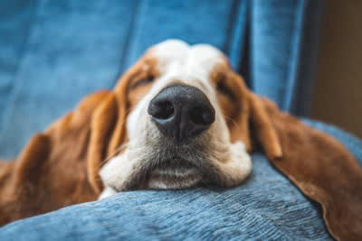 犬の『鼻が濡れている』ワケとは？常に湿っているけど大丈夫？注意すべき状態まで