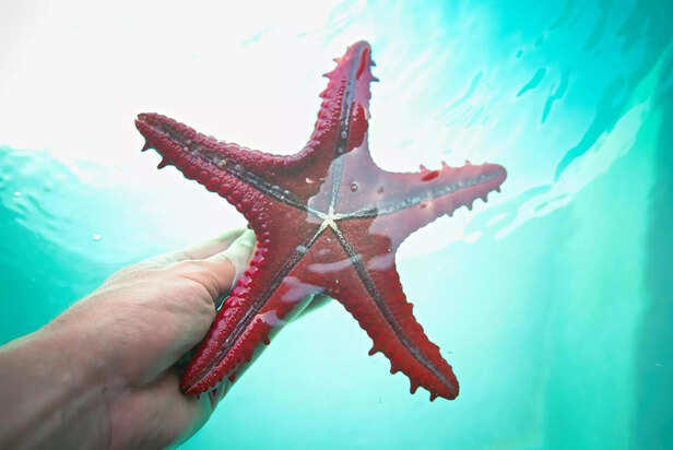 Intelligence without a brain: 5 sea creatures that think without thinking