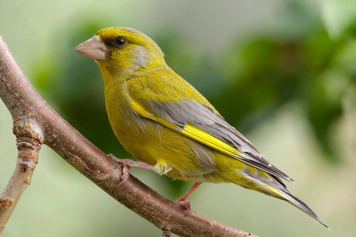 AA1X70nk 5 Fakta Menarik Burung Greenfinch, Sang Penjaga Taman yang Suka Bertengkar