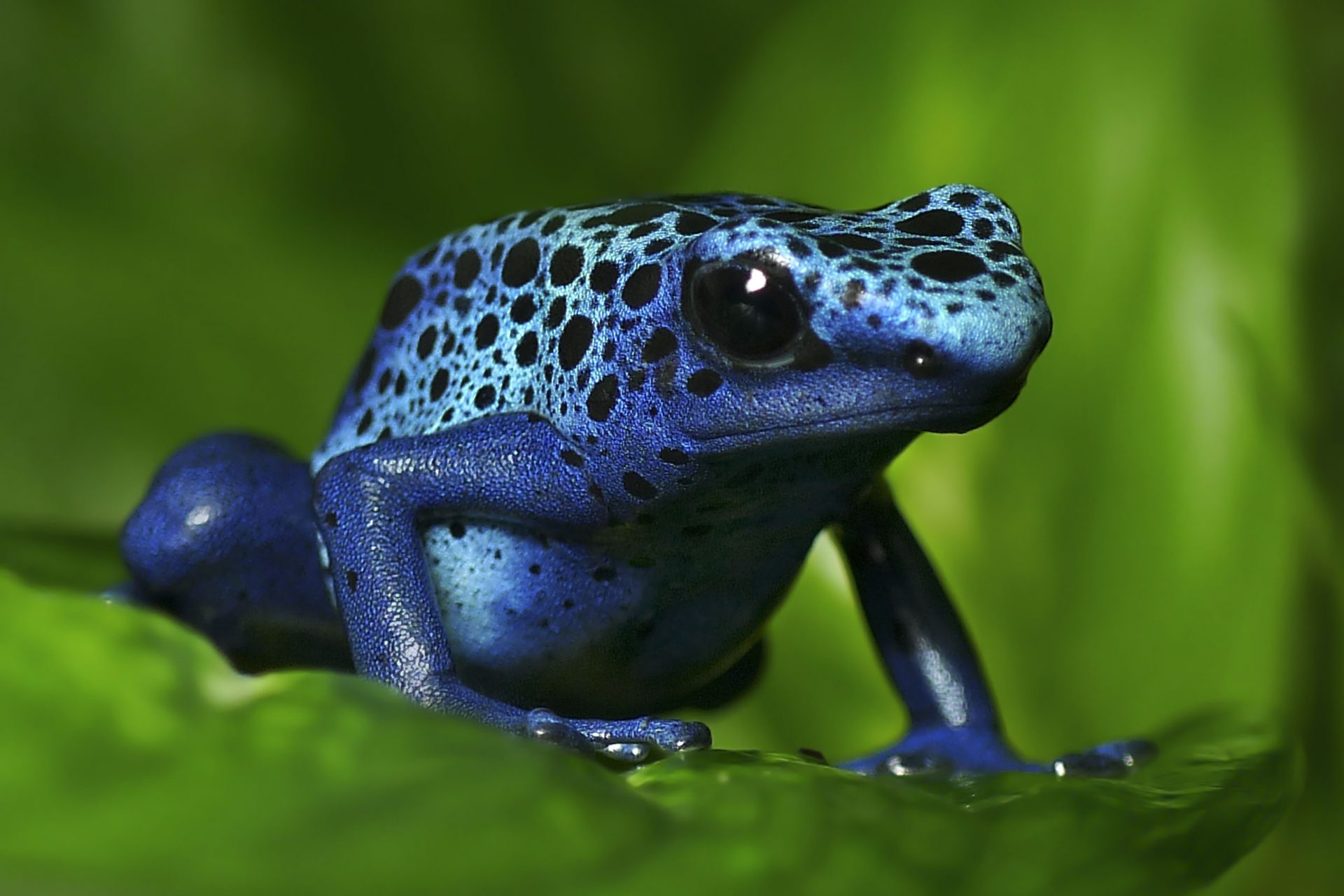 Los venenos más letales de la naturaleza