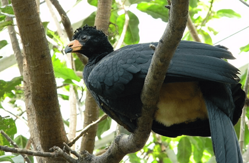 AA1X7ICI 5 fakta menarik tentang burung wattled curassow Amazon yang langka