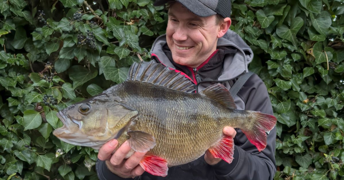 Massive River Thames perch tops incredible trio of fish