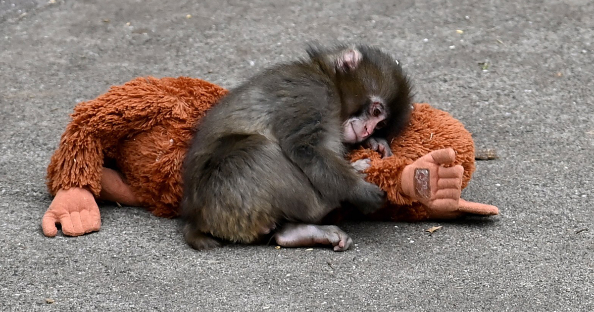 Expert explains why Punch’s mom abandoned him and why other monkeys ...
