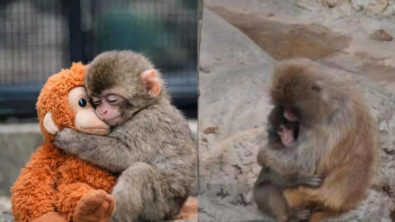 Why the internet can’t stop crying over Punch the Monkey: Oxford ...