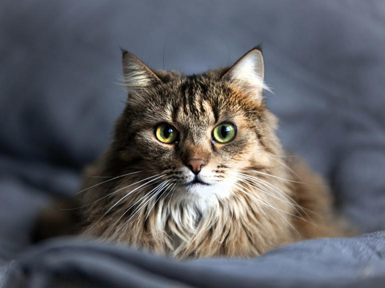 250 popular Maine Coon names for your furry family member