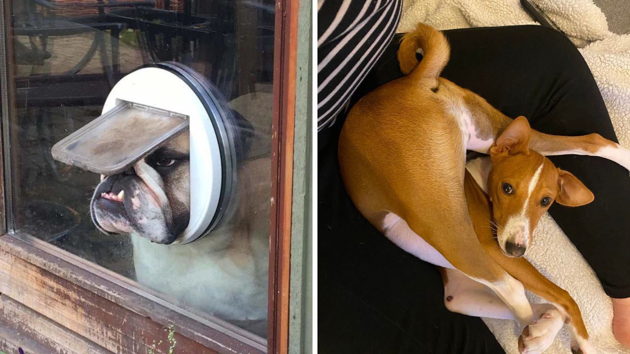 Dogs who simply forgot how to dog