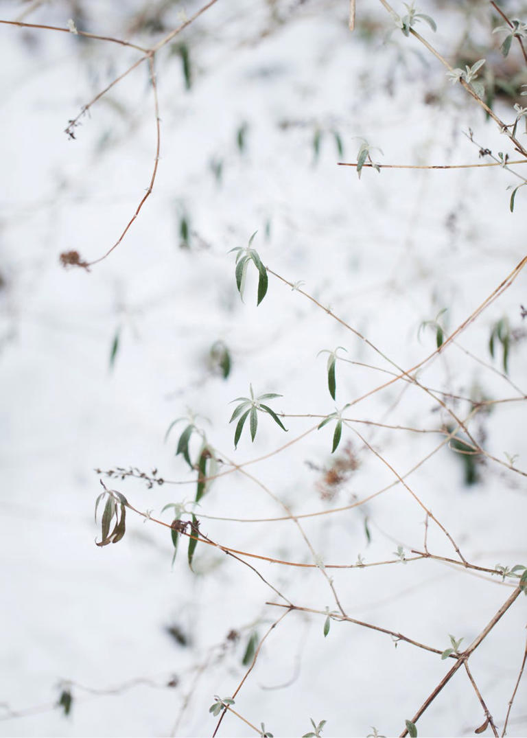 7 plants to prune in March and April before it’s too late
