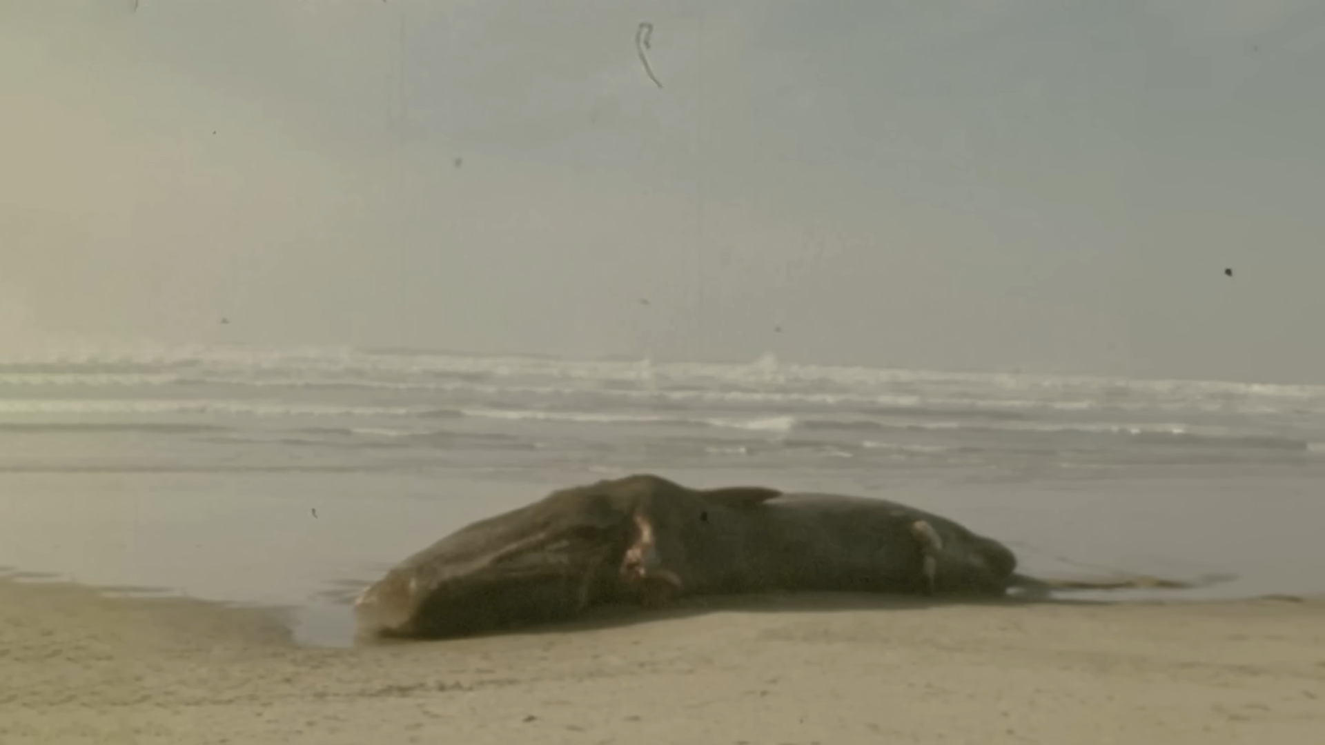 The exploding whale incident