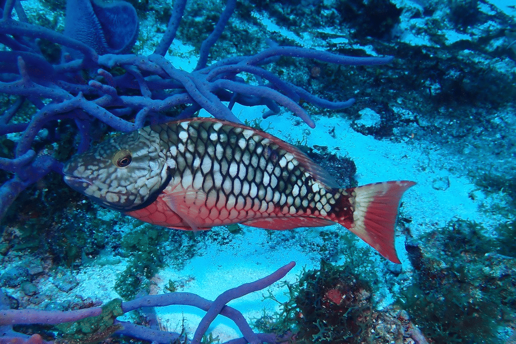 AA1X7a3w 5 Fakta Menarik Ikan Paruh Lampu Lalu Lintas