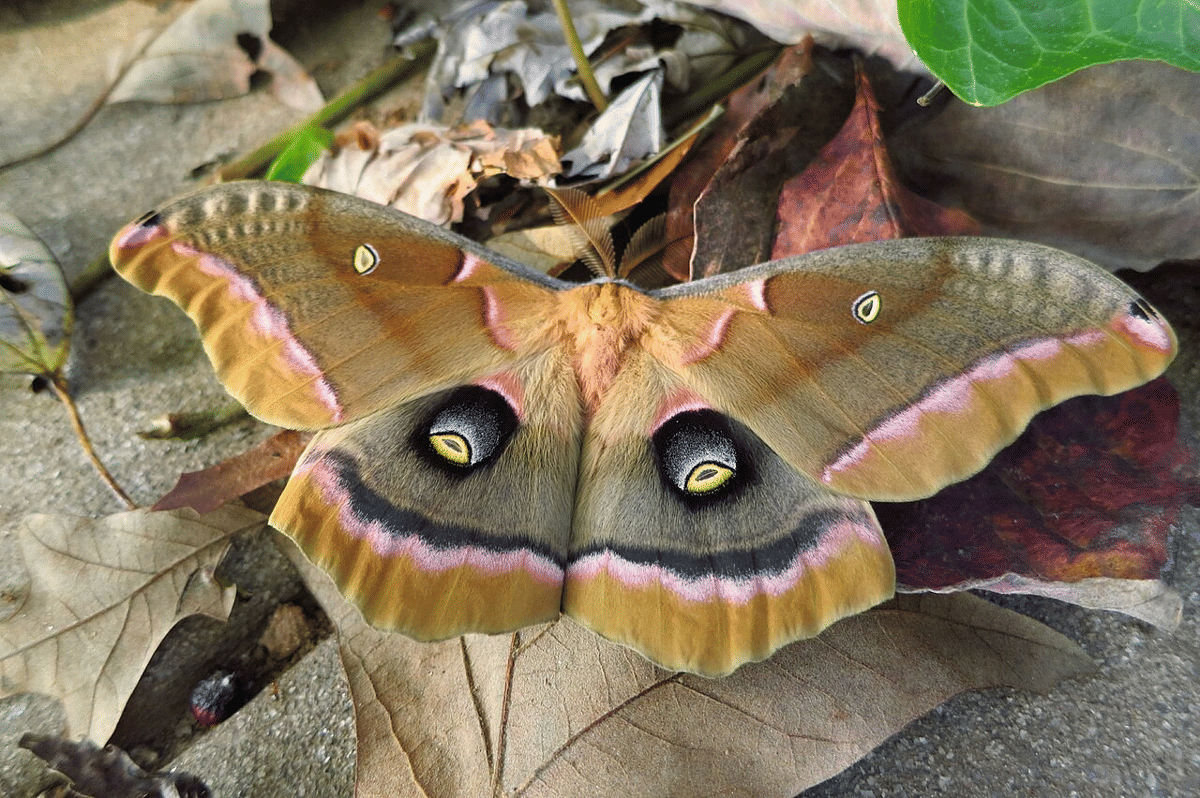 AA1X7aTI 5 Fakta Menarik Ngengat Polyphemus dengan Sayap 15 Sentimeter