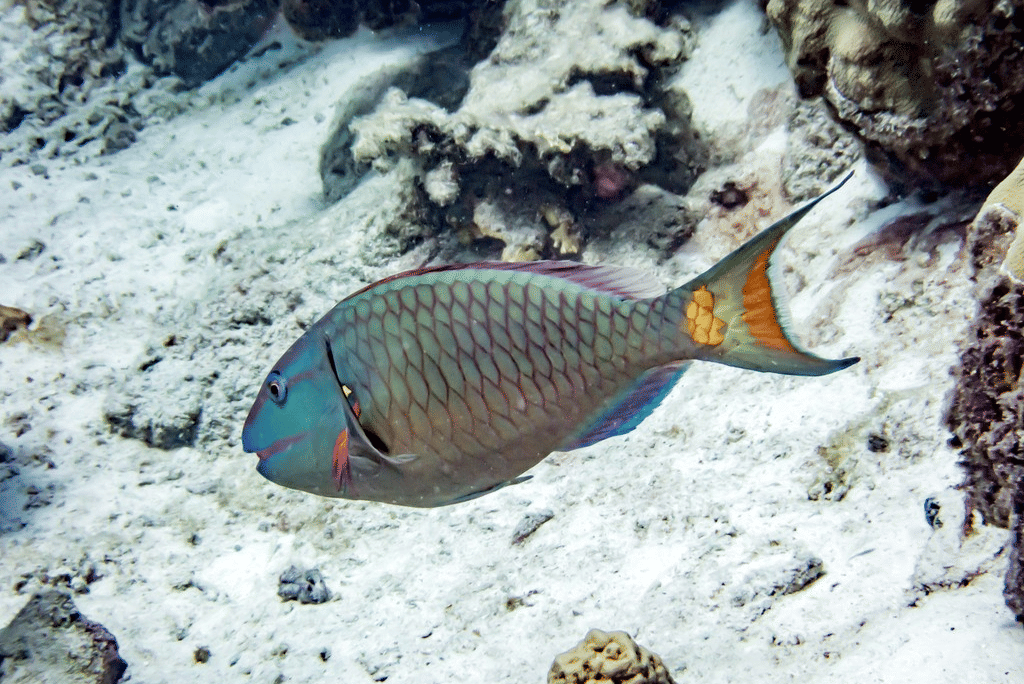 AA1X7cz8 5 Fakta Menarik Ikan Paruh Lampu Lalu Lintas