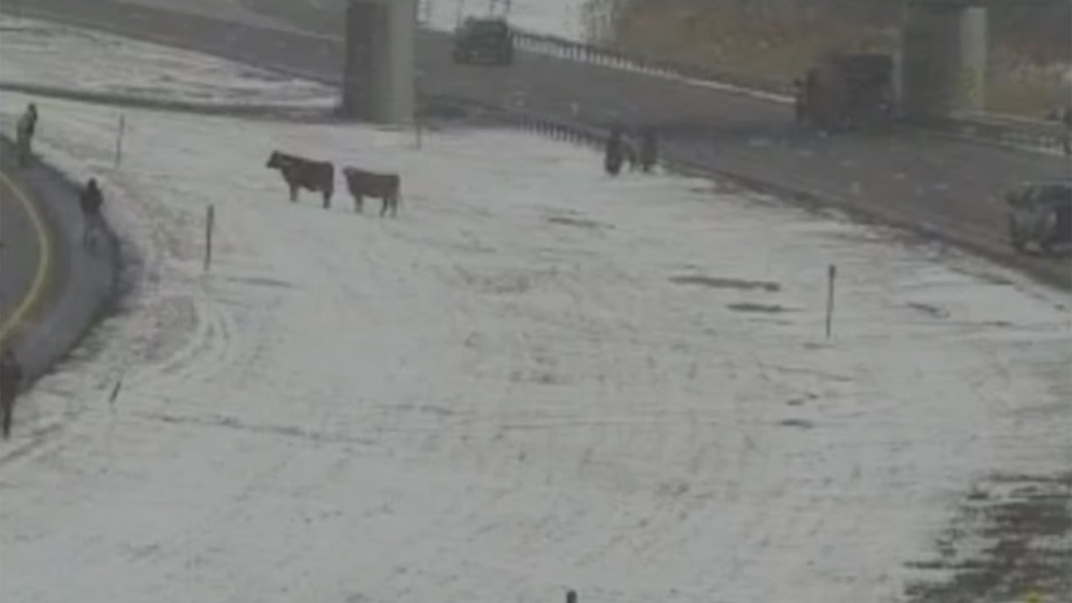 Runaway cattle cause traffic delays on Buffalo-area highway<br><br>
