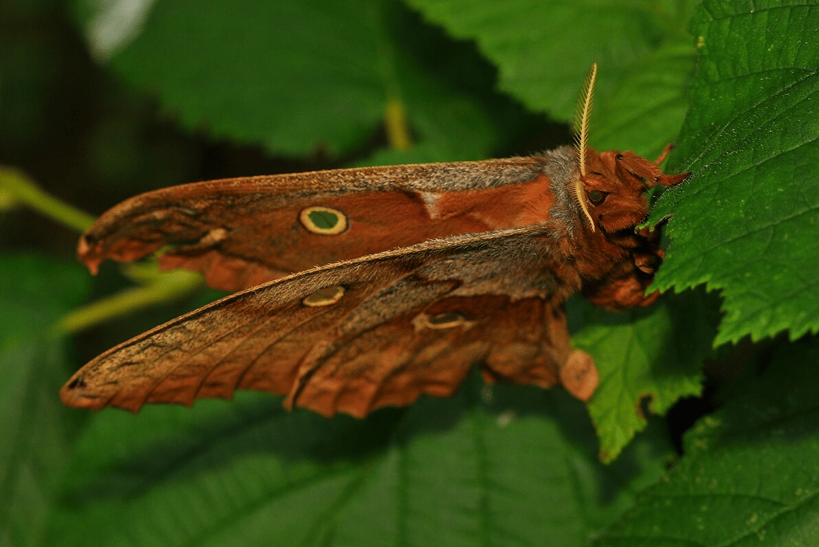 AA1X7g56 5 Fakta Menarik Ngengat Polyphemus dengan Sayap 15 Sentimeter