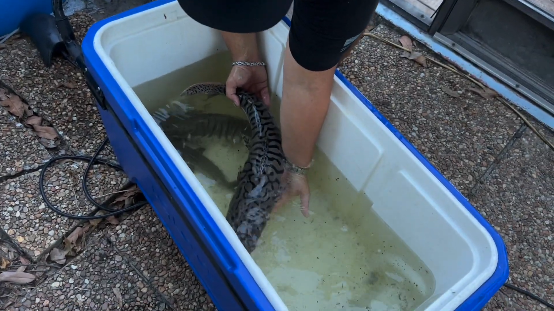 I inspected these monster fish before bringing them home