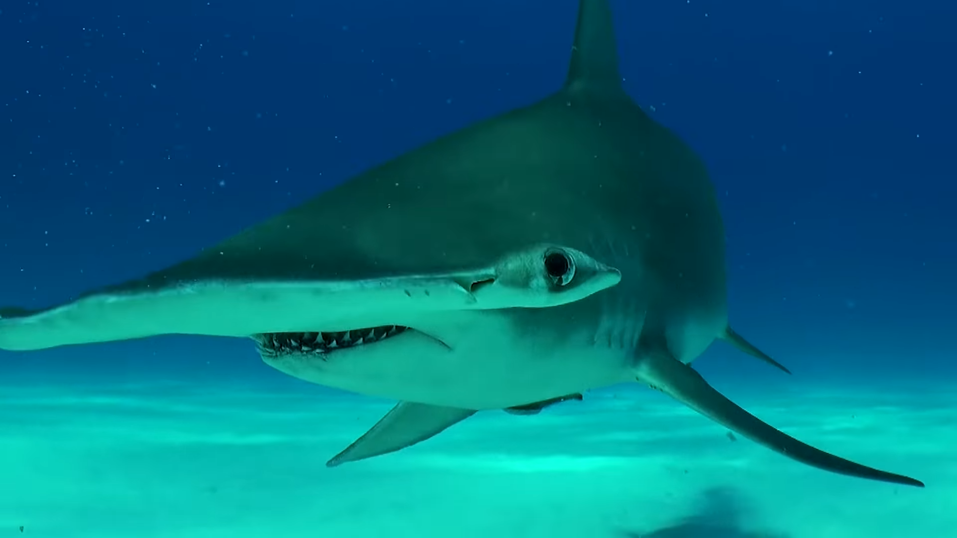 This 1,000-pound predator can feel your heartbeat... then it's too late