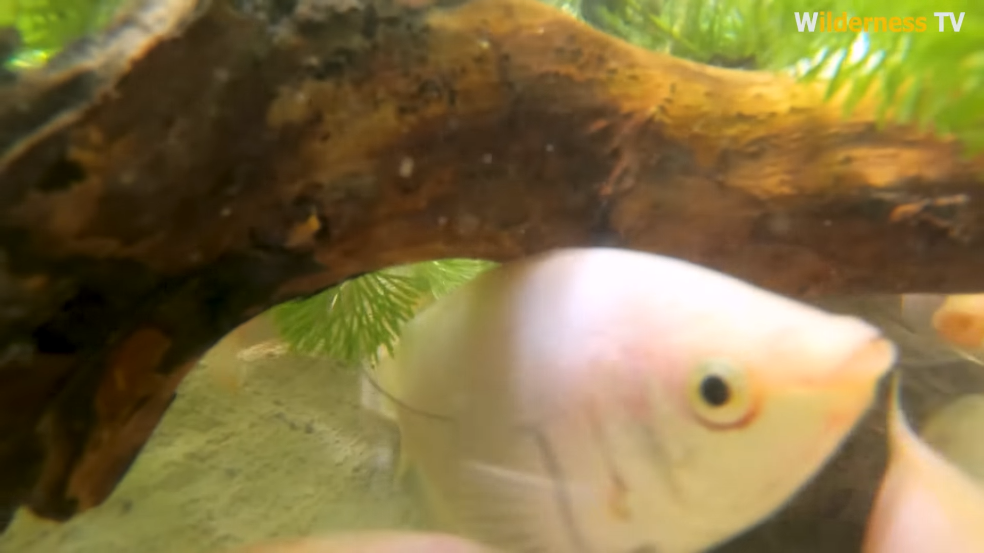 Red fish finally swam easy after weeks of careful hand adjustments