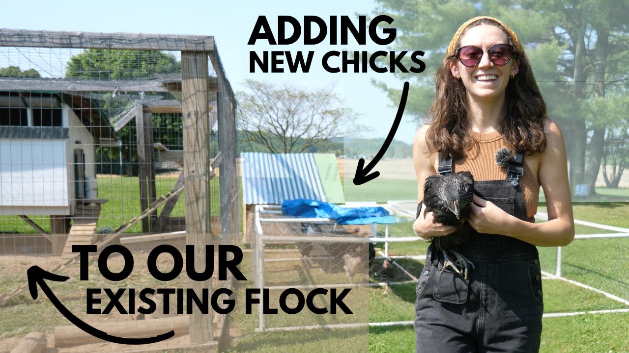 Introducing new chickens into an existing flock