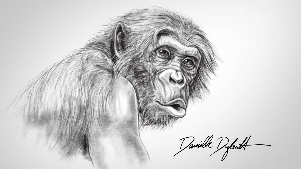 How bonobos use “make love not war” to stop fights in their group
