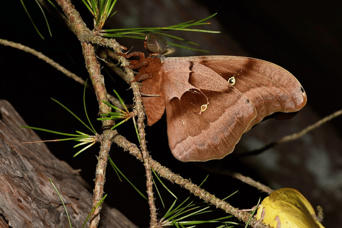 AA1X7rLQ 5 Fakta Menarik Ngengat Polyphemus dengan Sayap 15 Sentimeter
