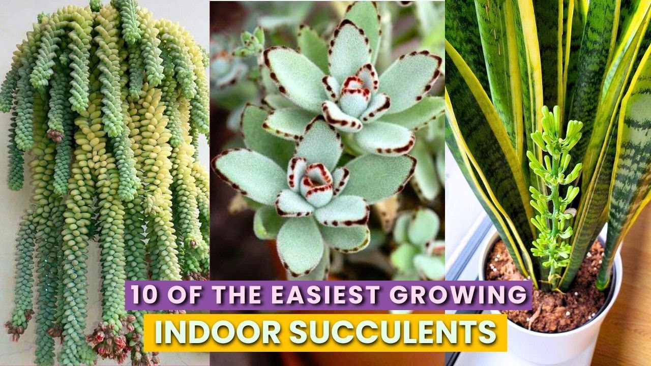 Visual Reference: Easy Care Succulents For First Time Plant Owners