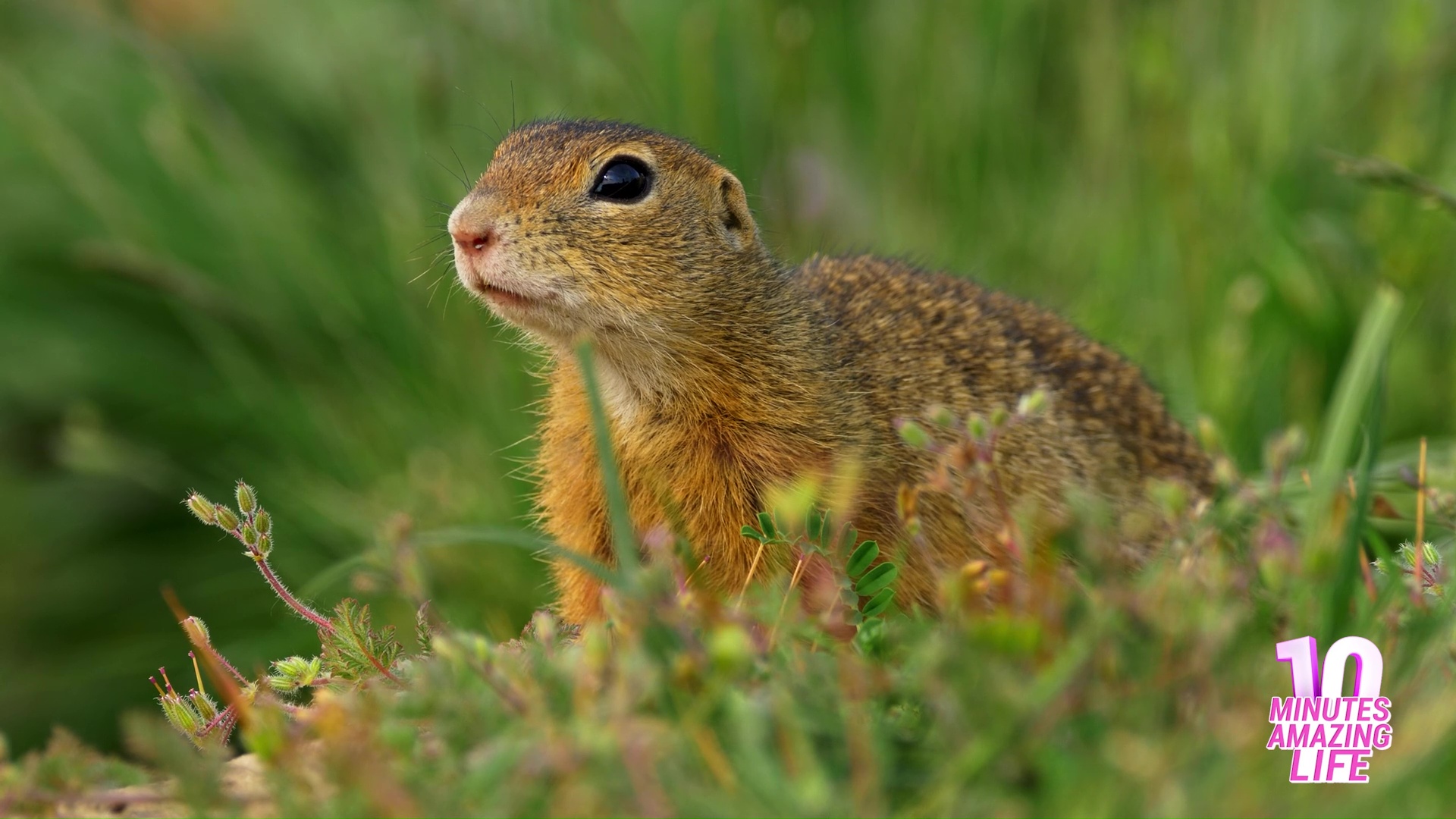 This ground squirrel checked for nearby danger