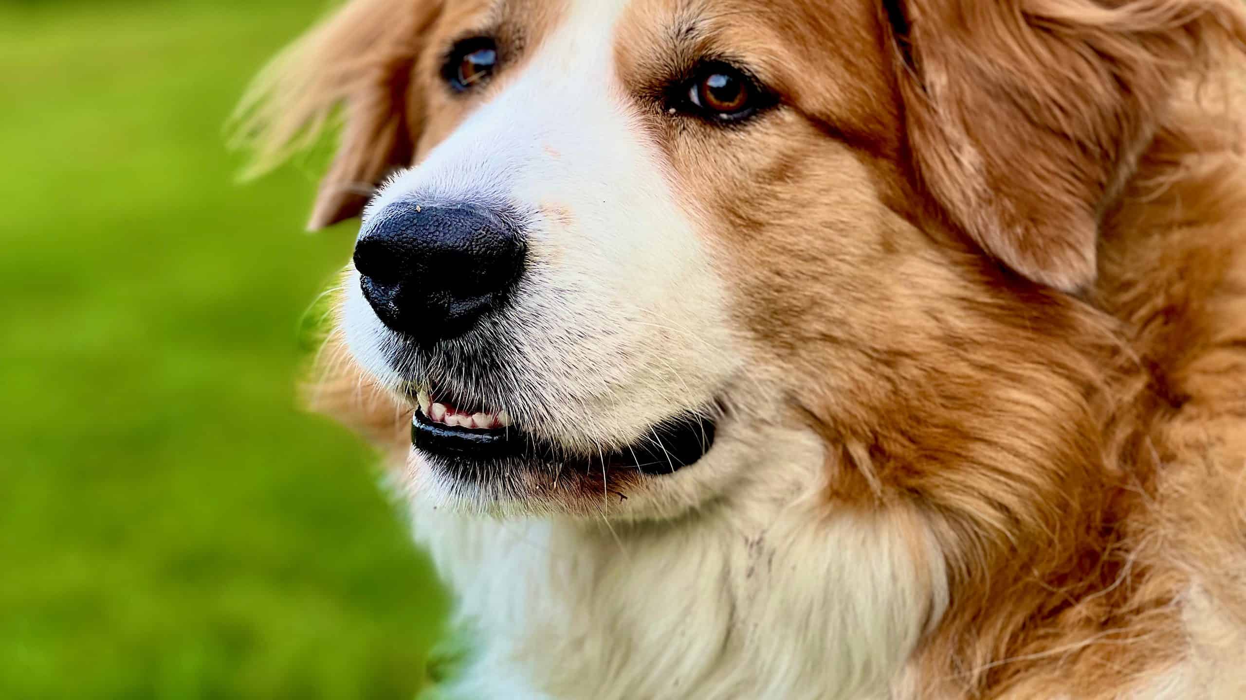 The #1 worst dog breed for first-time owners