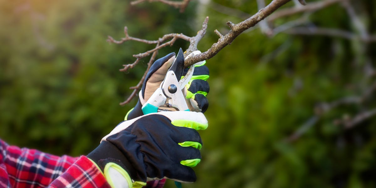 7 plants to prune in March and April before it’s too late