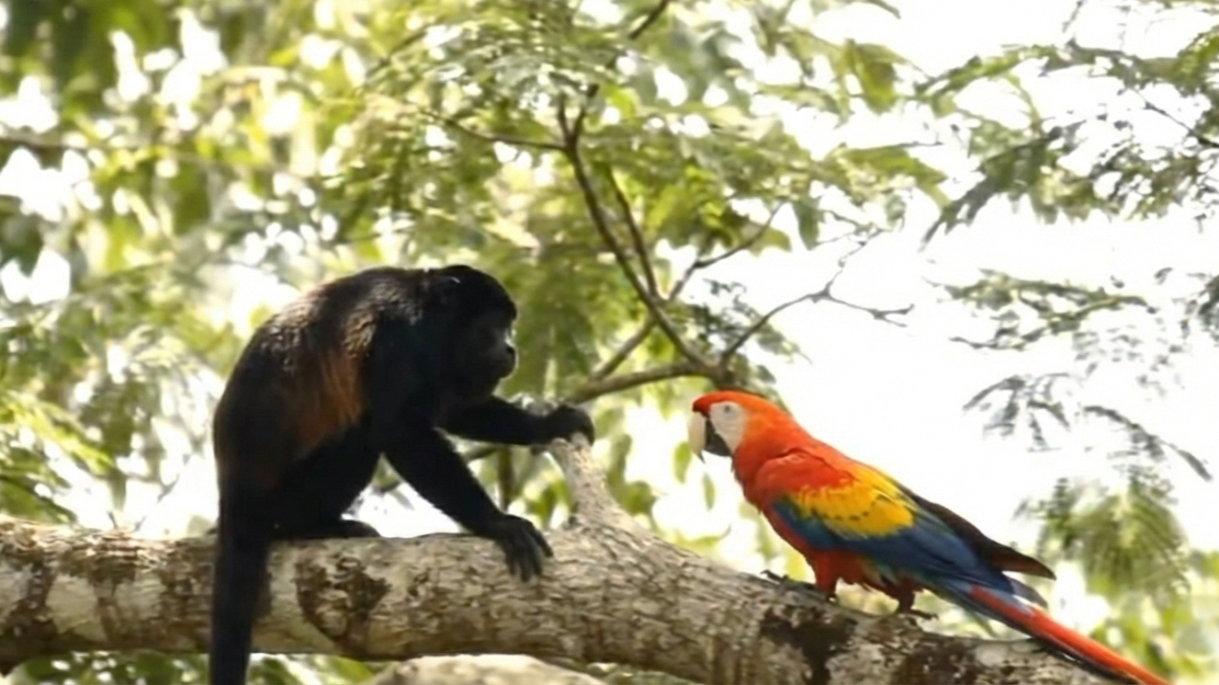Watch what happens when a chimp comes too close to a parrot