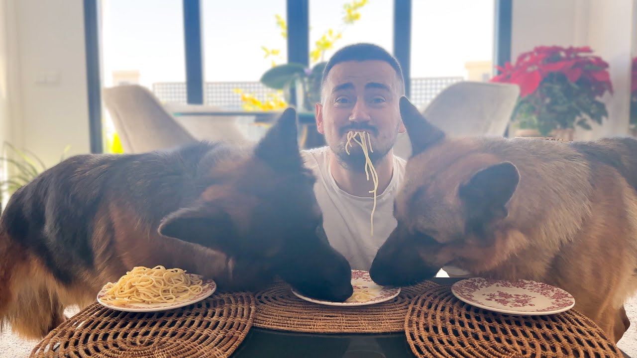 Two German shepherd dogs vs one plate of spaghetti and me