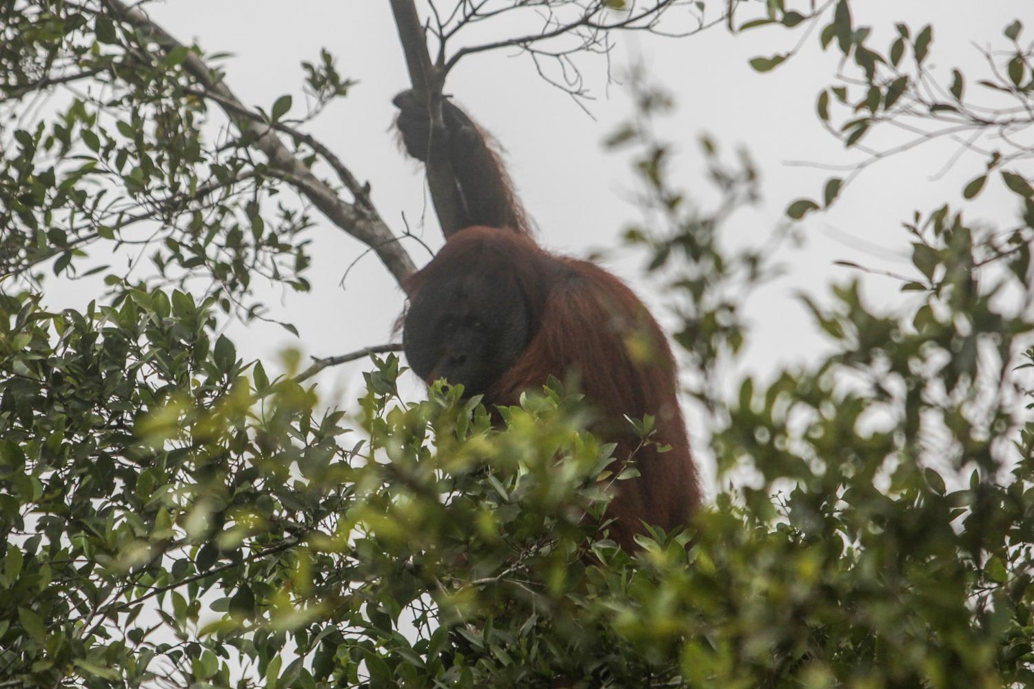 Orangutan Berpindah antara RI dan Malaysia, Kedua Negara Sepakat Lindungi Bersama