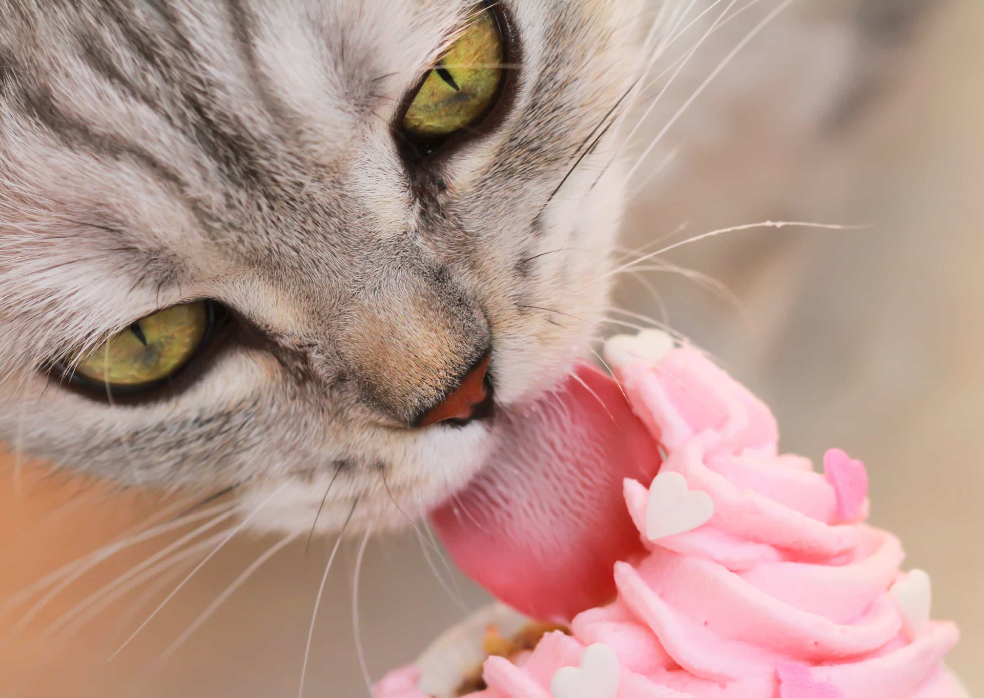 curiosidades-sobre-los-gatos-que-quiz-s-no-conoc-as