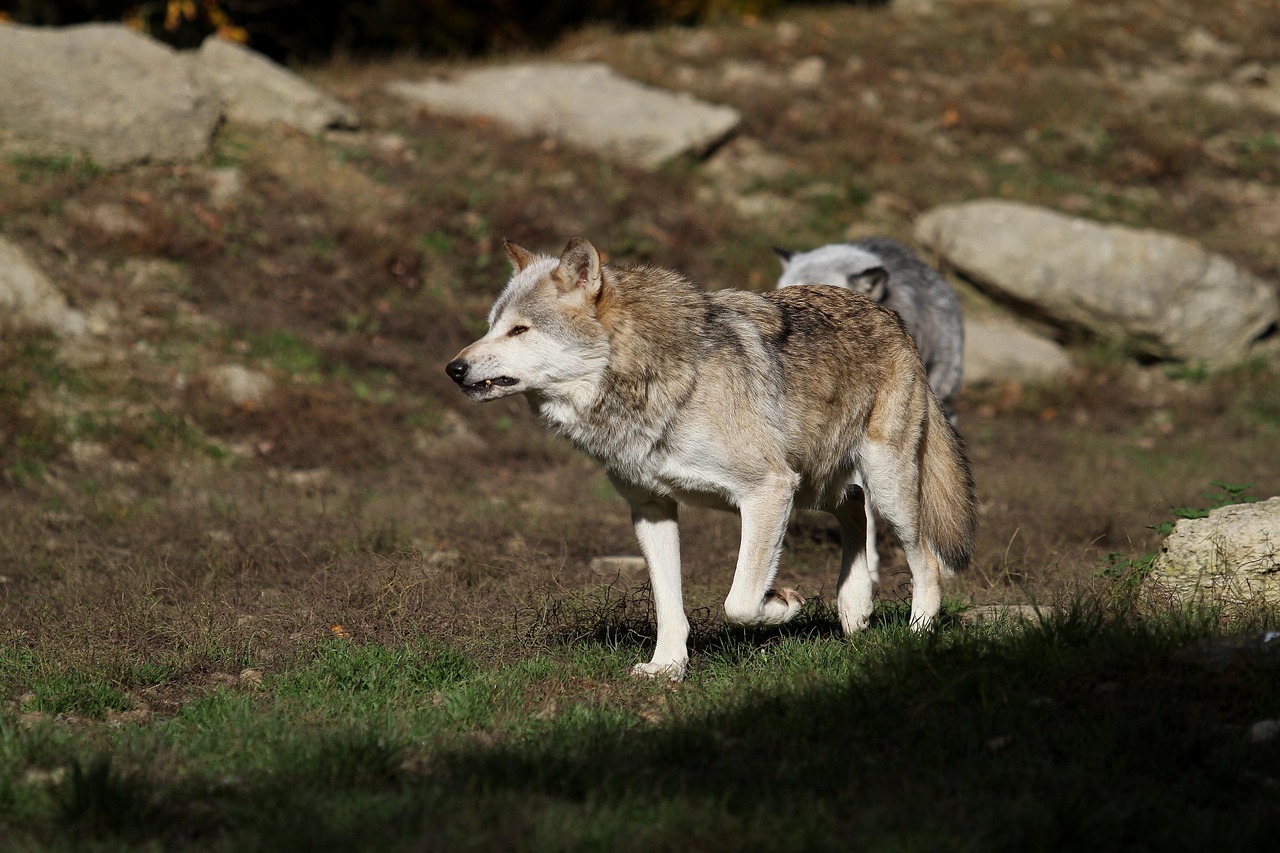 The world’s deadliest wolf was a human hunter