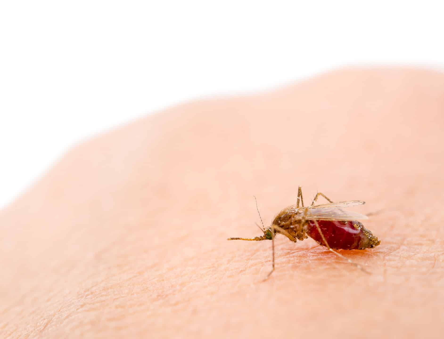 15 common US insects that can be dangerous if not deadly