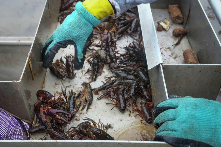 From rice paddies to boil pots: The muddy work required to grow Texas ...