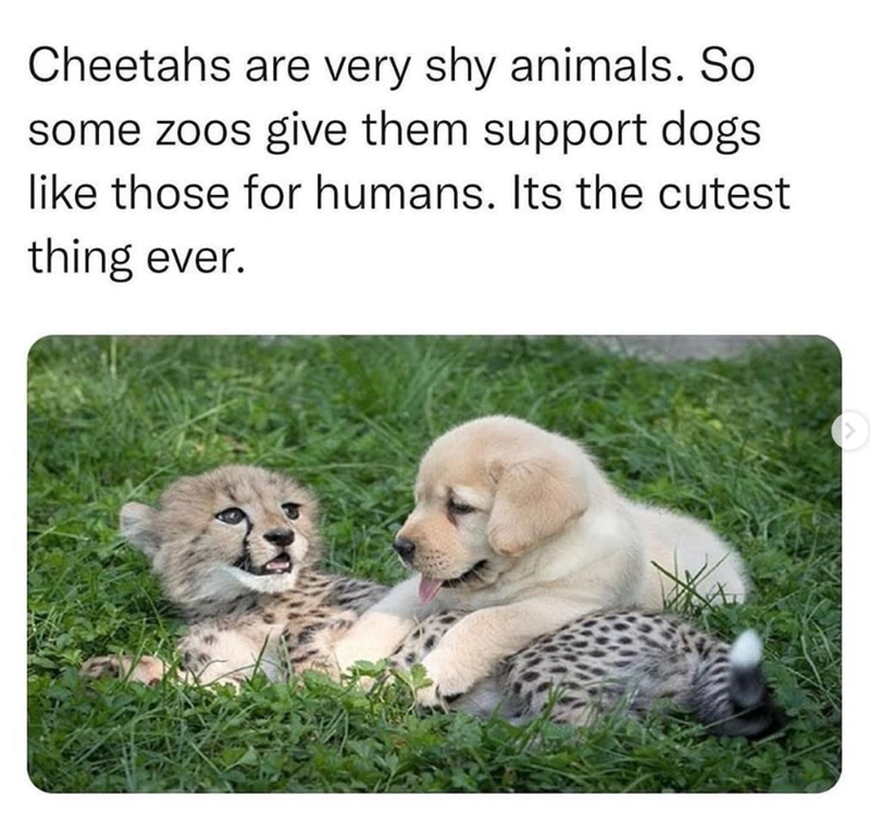 26 innocent animals simply being their wholesome selves
