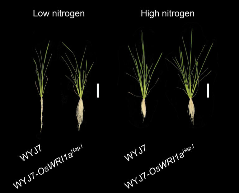 Rice gene discovery could cut fertilizer use while protecting yields