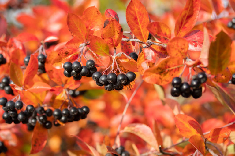 10 native shrubs that practically take care of themselves